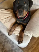 Red, a female Rottweiler for sale in Morley, MI – Photo 8 of 8