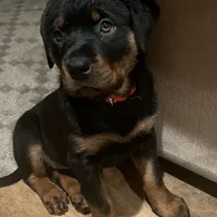Red, a female Rottweiler for sale in Morley, MI – Photo 1 of 8