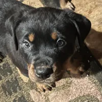 Red, a female Rottweiler for sale in Morley, MI – Photo 2 of 8