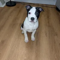 Oreo, a female American Pit Bull Terrier for sale in Philadelphia, PA – Photo 3 of 7