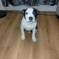 Oreo, a female American Pit Bull Terrier for sale in Philadelphia, PA – Photo 7 of 7