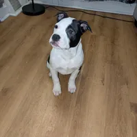 Oreo, a female American Pit Bull Terrier for sale in Philadelphia, PA – Photo 5 of 7