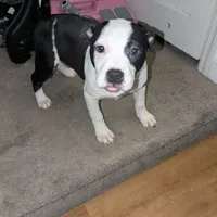 Oreo, a female American Pit Bull Terrier for sale in Philadelphia, PA – Photo 4 of 7