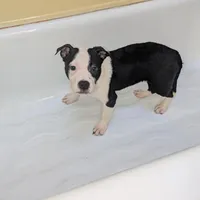 Oreo, a female American Pit Bull Terrier for sale in Philadelphia, PA – Photo 1 of 7