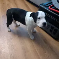 Oreo, a female American Pit Bull Terrier for sale in Philadelphia, PA – Photo 6 of 7