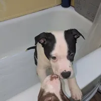 Oreo, a female American Pit Bull Terrier for sale in Philadelphia, PA – Photo 2 of 7