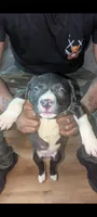 Sheba, a female American Pit Bull Terrier for sale in Philadelphia, PA – Photo 3 of 5