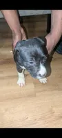 Sheba, a female American Pit Bull Terrier for sale in Philadelphia, PA – Photo 5 of 5