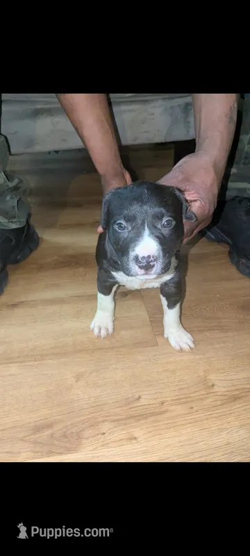 Sheba – American Pit Bull Terrier puppy for sale in Philadelphia, PA