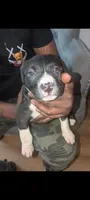 Sheba, a female American Pit Bull Terrier for sale in Philadelphia, PA – Photo 2 of 5