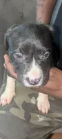 Sheba, a female American Pit Bull Terrier for sale in Philadelphia, PA – Photo 4 of 5
