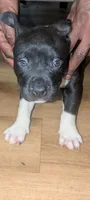 Charcoal , a male American Pit Bull Terrier for sale in Philadelphia, PA – Photo 6 of 6