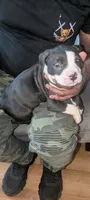 Max, a male American Pit Bull Terrier for sale in Philadelphia, PA – Photo 7 of 7
