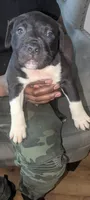 Charcoal , a male American Pit Bull Terrier for sale in Philadelphia, PA – Photo 2 of 6