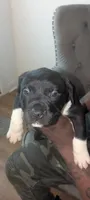 Charcoal , a male American Pit Bull Terrier for sale in Philadelphia, PA – Photo 3 of 6