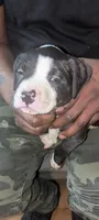 Max, a male American Pit Bull Terrier for sale in Philadelphia, PA – Photo 6 of 7