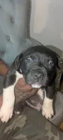 Charcoal , a male American Pit Bull Terrier for sale in Philadelphia, PA – Photo 5 of 6