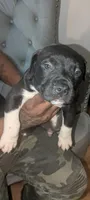 Charcoal , a male American Pit Bull Terrier for sale in Philadelphia, PA – Photo 4 of 6