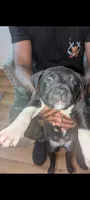 Charcoal , a male American Pit Bull Terrier for sale in Philadelphia, PA – Photo 1 of 6