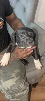 Panther , a female American Pit Bull Terrier for sale in Philadelphia, PA – Photo 3 of 5