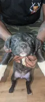 Panther , a female American Pit Bull Terrier for sale in Philadelphia, PA – Photo 2 of 5