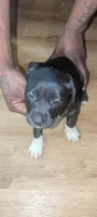 Panther , a female American Pit Bull Terrier for sale in Philadelphia, PA – Photo 4 of 5