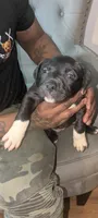 Panther , a female American Pit Bull Terrier for sale in Philadelphia, PA – Photo 5 of 5