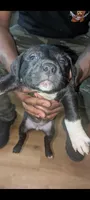 Panther , a female American Pit Bull Terrier for sale in Philadelphia, PA – Photo 1 of 5