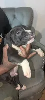 Panda, a male American Pit Bull Terrier for sale in Philadelphia, PA – Photo 5 of 5