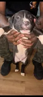 Panda, a male American Pit Bull Terrier for sale in Philadelphia, PA – Photo 3 of 5