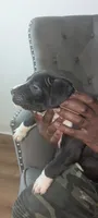 Panda, a male American Pit Bull Terrier for sale in Philadelphia, PA – Photo 4 of 5
