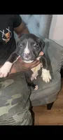 Panda, a male American Pit Bull Terrier for sale in Philadelphia, PA – Photo 2 of 5