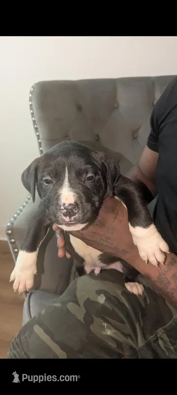 Panda – American Pit Bull Terrier puppy for sale in Philadelphia, PA