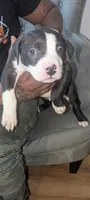Max, a male American Pit Bull Terrier for sale in Philadelphia, PA – Photo 2 of 7
