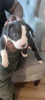 Max, a male American Pit Bull Terrier for sale in Philadelphia, PA – Photo 3 of 7