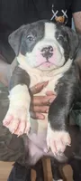 Max, a male American Pit Bull Terrier for sale in Philadelphia, PA – Photo 5 of 7