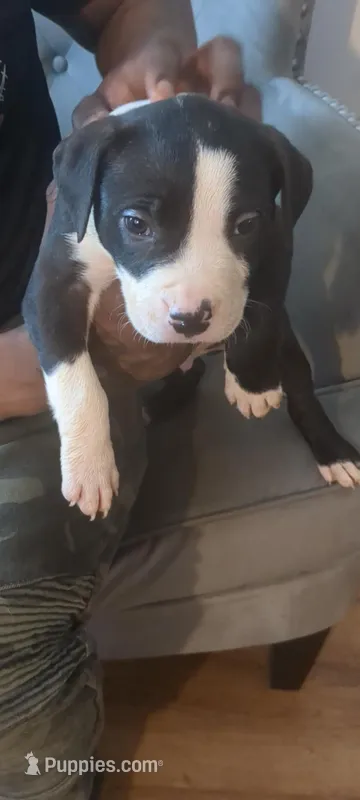 Max – American Pit Bull Terrier puppy for sale in Philadelphia, PA