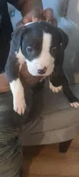 Max, a male American Pit Bull Terrier for sale in Philadelphia, PA – Photo 1 of 7