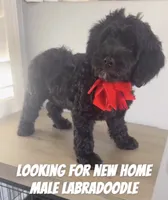 Snoopy, a male Australian Labradoodle for sale in Delano, CA – 1 of 2