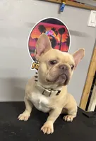 Alucin , a male French Bulldog for sale in Delano, CA – 3 of 4