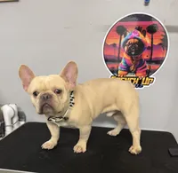 Alucin , a male French Bulldog for sale in Delano, CA – 2 of 4