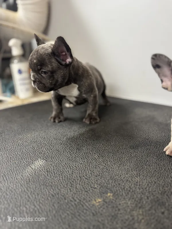 Brindle male – French Bulldog puppy for sale in Delano, CA