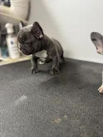 Brindle male, a male French Bulldog for sale in Delano, CA – 1 of 3