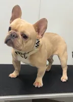 Alucin , a male French Bulldog for sale in Delano, CA – 1 of 4