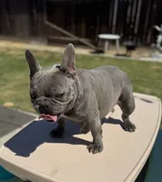 Merle Female , a female French Bulldog for sale in Delano, CA – 2 of 3
