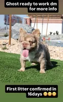 Merle Female , a female French Bulldog for sale in Delano, CA – 3 of 3