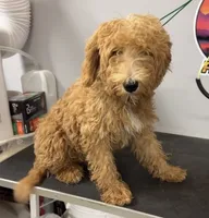 Ariel, a female Australian Labradoodle for sale in Delano, CA – 1 of 2