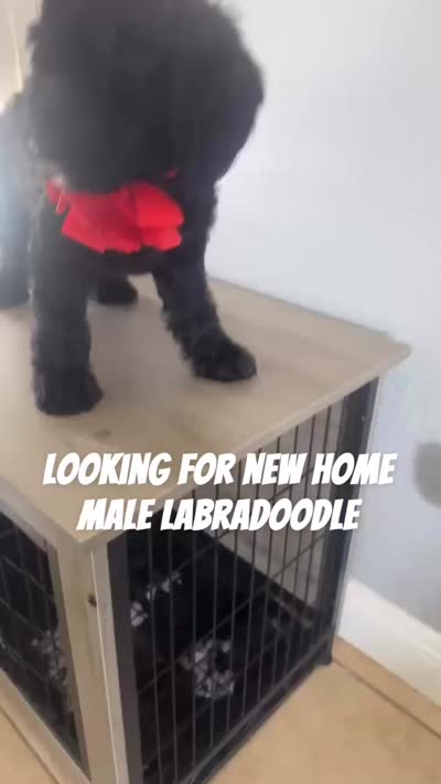 Snoopy, a male Australian Labradoodle for sale in Delano, CA – 2 of 2