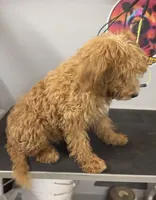 Ariel, a female Australian Labradoodle for sale in Delano, CA – 2 of 2