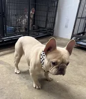 Alucin , a male French Bulldog for sale in Delano, CA – 4 of 4